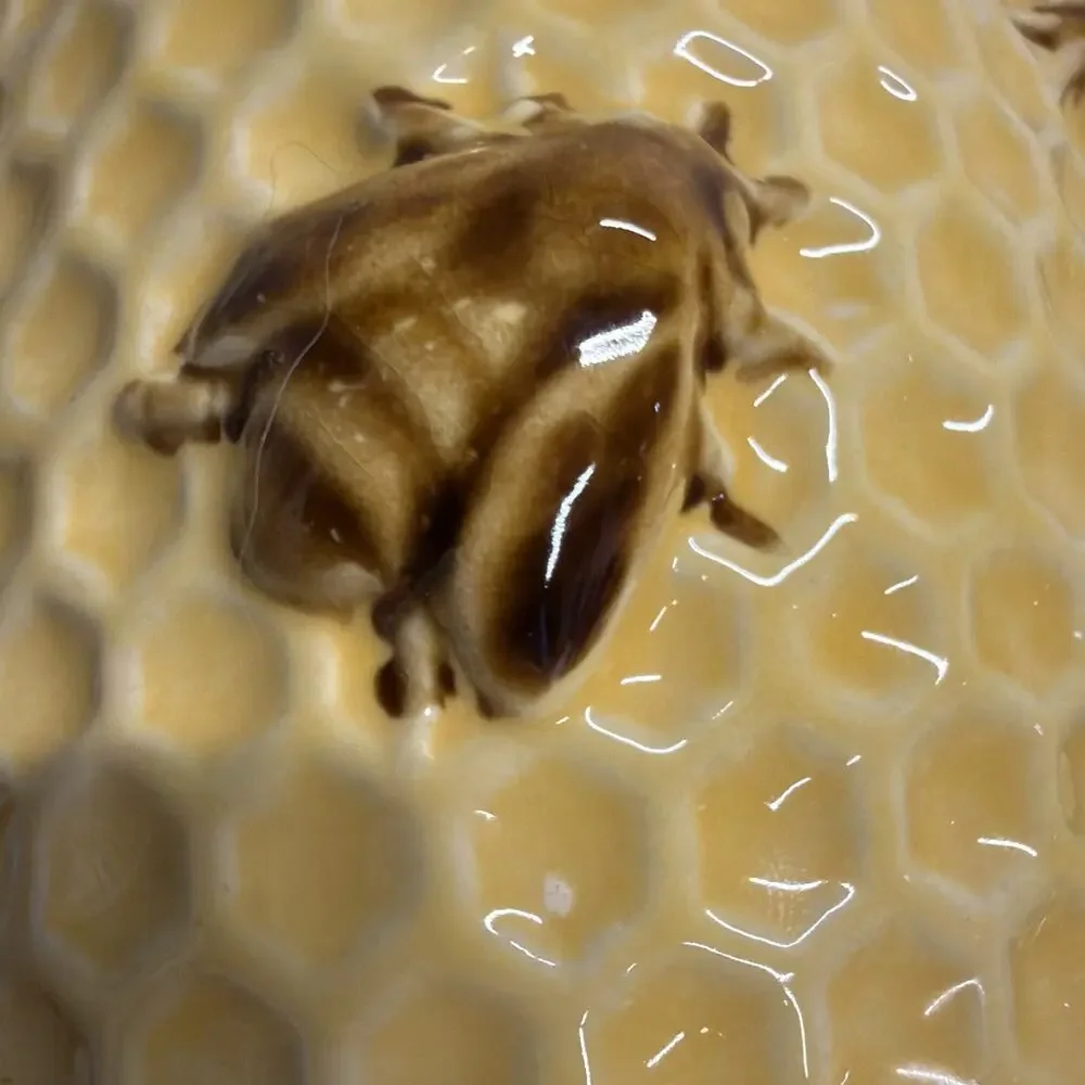 Creative Co-Op beehive shaped